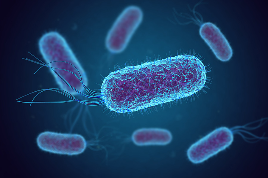 Bacteria Analysis Microbiological