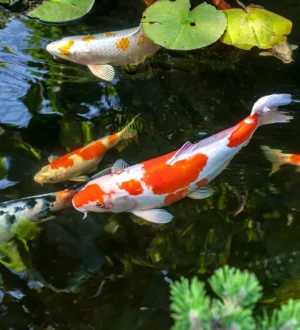 Pond & Aquarium